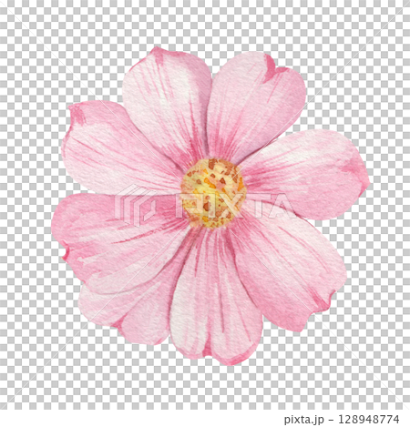Watercolor illustration of a pink cosmos flower with delicate petals and yellow center on a white background. Perfect for cards, prints, invitations, and botanical designs. 128948774