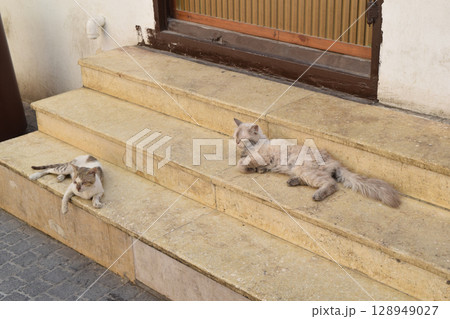 サウジアラビア ジッダ歴史地区(アル・バラド)にいる野良猫 128949027