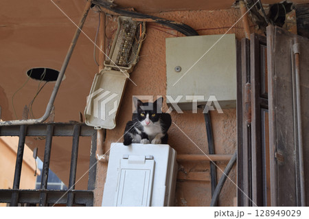 サウジアラビア ジッダ歴史地区(アル・バラド)にいる野良猫 サウジアラビア ジッダ歴史地区(アル・バラド)にいる野良猫 128949029
