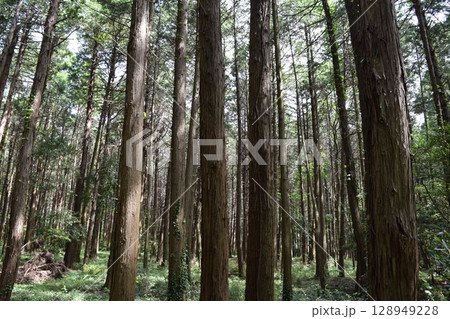 スギの木 針葉樹林 スギの木 針葉樹林 128949228