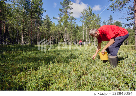 Wild berry picker is engaged in harvesting on cloudberry bog, filling bucket with cloudberry while working among trees of northern forest. Wild berry picker is engaged in harvesting on cloudberry bog, filling bucket with cloudberry while working among trees of northern forest. 128949384