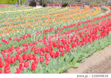 チューリップの花 満開 チューリップの花 満開 128949616