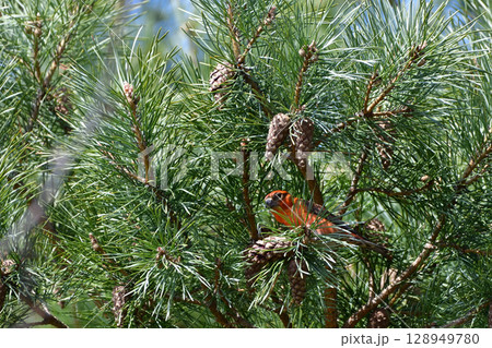 松毬を食べに来たイスカ 128949780