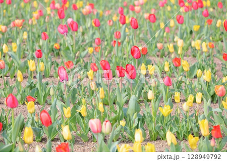 チューリップの花 満開 チューリップの花 満開 128949792