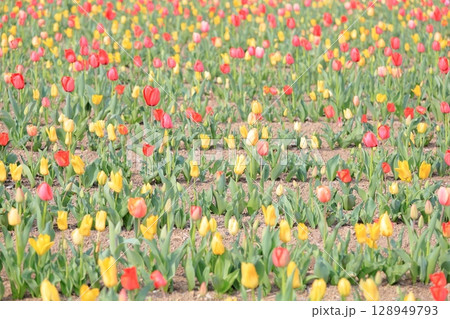 チューリップの花　満開 128949793
