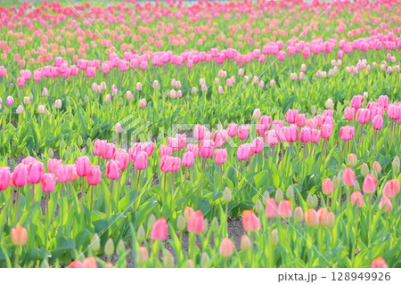 可愛い チューリップの花 可愛い チューリップの花 128949926