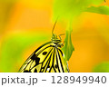 秋の野原で遊ぶアゲハチョウ 128949940