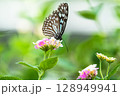 ランタナの花にとまる蝶 128949941