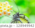 花の蜜を吸うアゲハチョウ 128949942