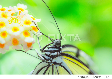 花の蜜を吸うアゲハチョウ 128949942