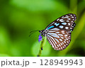 ハクサンフウロの蜜を吸うアサギマダラ 128949943