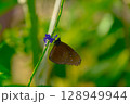 緑の葉にとまる蝶々 128949944
