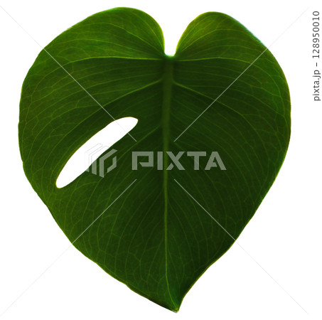 モンステラ_透過_04 128950010