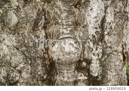 Texture or background of Light and dark natural wooden background. Surface of a thick tree trunk with fragments of bark, horizontal tree texture. 128950028