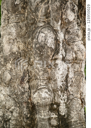 Texture or background of Light and dark natural wooden background. Surface of a thick tree trunk with fragments of bark, horizontal tree texture. 128950029