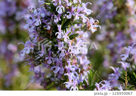 爽やか　ローズマリーの花 128950067