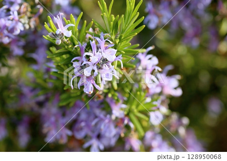爽やか　ローズマリーの花 128950068