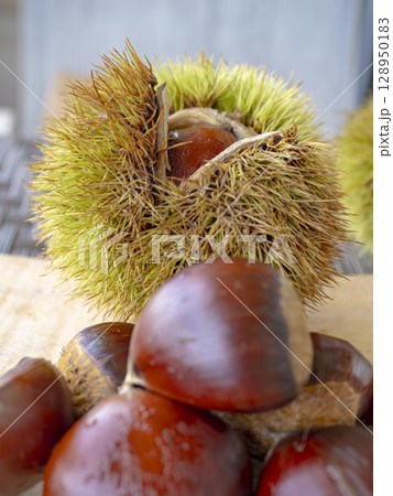 ほころぶイガと栗の実り 128950183