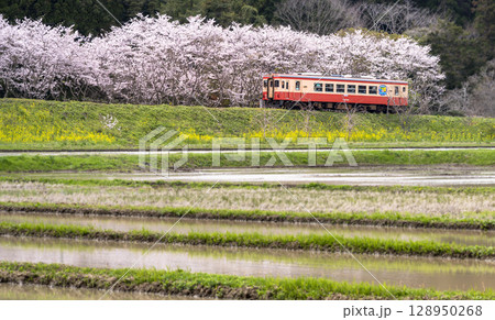 新田野駅付近の田園風景を走るいすみ鉄道と春の彩り 128950268