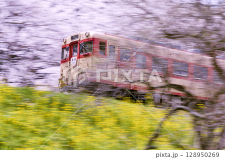 流し撮りで捉えた、桜と菜の花の中を走るいすみ鉄道 128950269