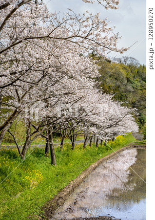 田んぼに映る春の桜と菜の花 – 札森さくら海道のリフレクション 128950270
