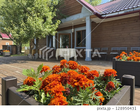 beautiful blooming marigolds in a pot on a summer day. High quality photo beautiful blooming marigolds in a pot on a summer day. High quality photo 128950431
