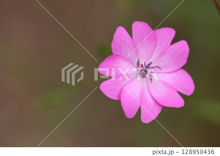 コムギセンノウの花 コムギセンノウの花 128950436