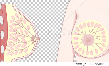 Breast anatomy: Easy-to-understand illustrations Breast anatomy: Easy-to-understand illustrations 128950839