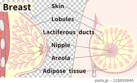 Breast anatomy diagram: Easy-to-understand English illustrations Breast anatomy diagram: Easy-to-understand English illustrations 128950840