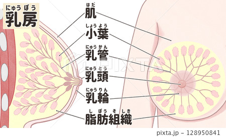 乳房の解剖図　わかりやすい日本語図解イラスト 128950841