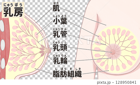 乳房の解剖図　わかりやすい日本語図解イラスト 128950841