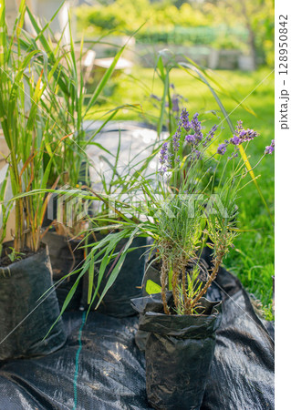 Seedlings of cereals and lavender seedlings for planting in the garden. Seedlings of cereals and lavender seedlings for planting in the garden. 128950842