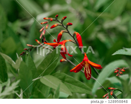 帰化種の園芸植物ヒメヒオウギズイセンの開花 帰化種の園芸植物ヒメヒオウギズイセンの開花 128950848