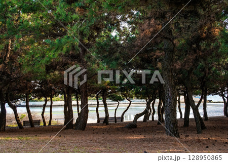 兵庫県高砂市・加古川河口の公園の風景、ベンチ 兵庫県高砂市・加古川河口の公園の風景、ベンチ 128950865