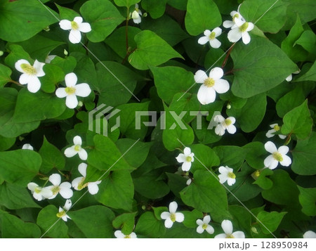 ドクダミ 128950984