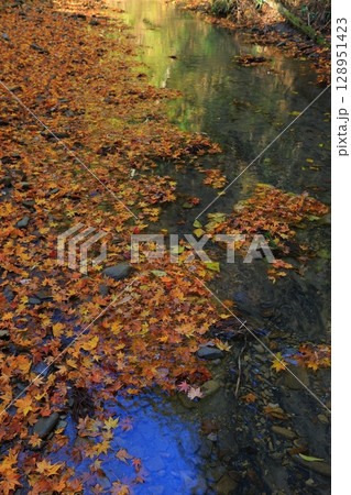 紅葉した木々 紅葉した木々 128951423