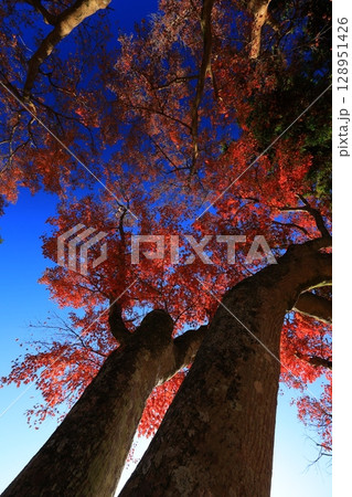 紅葉した木々 紅葉した木々 128951426