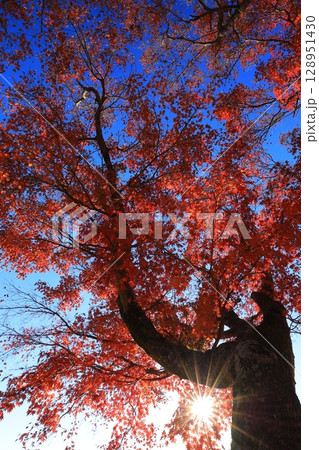 紅葉した木々 128951430
