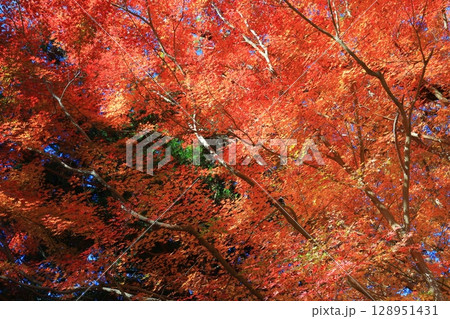 紅葉した木々 128951431