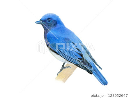 色鉛筆画 オオルリ 色鉛筆画 オオルリ 128952647