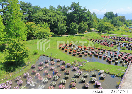 国営アルプスあづみの公園　サンパチェンスの水上花壇 128952701