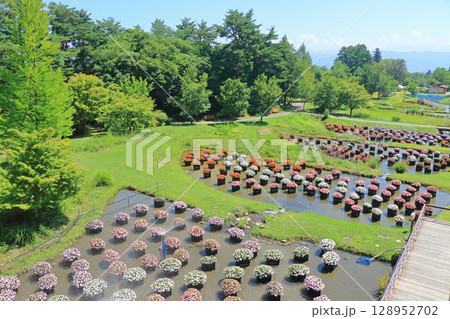 国営アルプスあづみの公園 サンパチェンスの水上花壇 国営アルプスあづみの公園 サンパチェンスの水上花壇 128952702