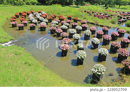 国営アルプスあづみの公園 サンパチェンスの水上花壇 国営アルプスあづみの公園 サンパチェンスの水上花壇 128952709