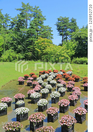 国営アルプスあづみの公園　サンパチェンスの水上花壇 128952710