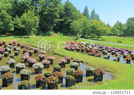 国営アルプスあづみの公園　サンパチェンスの水上花壇 128952711