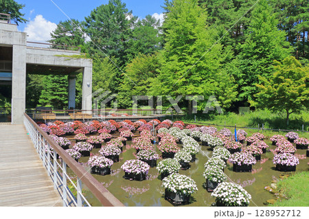 国営アルプスあづみの公園　サンパチェンスの水上花壇 128952712