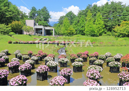 国営アルプスあづみの公園　サンパチェンスの水上花壇 128952713