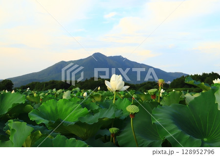 筑波山と蓮の花 128952796