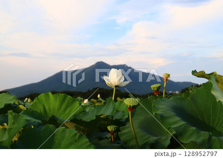 筑波山と蓮の花 筑波山と蓮の花 128952797