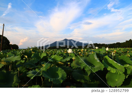筑波山と蓮の花 128952799